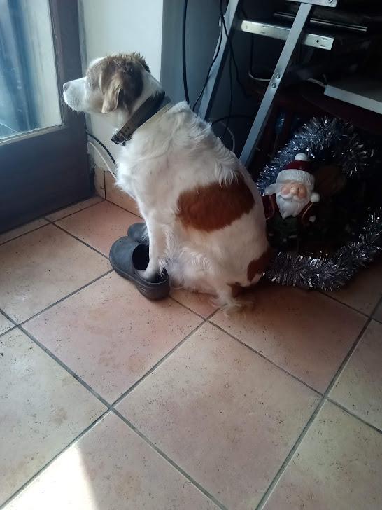 Bamby chaussee de sabot 27 decembre 2020