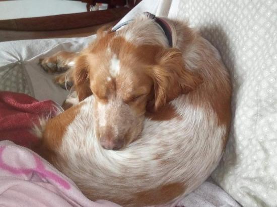 Linou dort en position renard 31 mai 2020