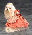 Chiens N°7