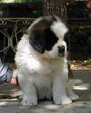 Chiens N°5