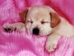 Chiot n°4