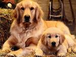 Chiot n°2