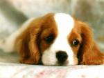 Chiots n°